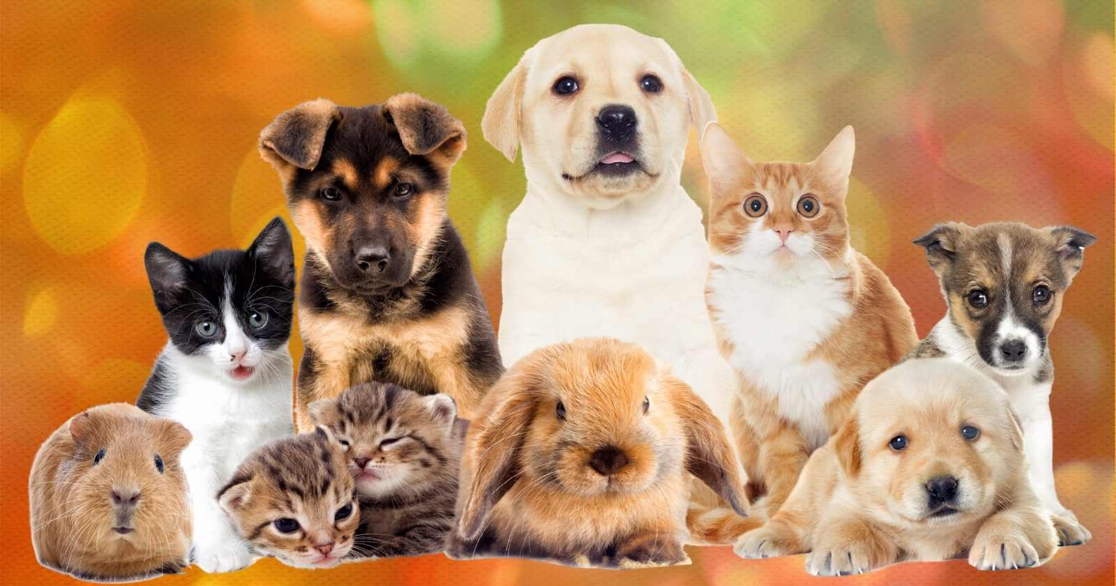 Pet Shop